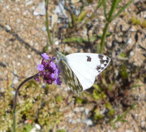 Réf. 182 520 : Pontia daplidice